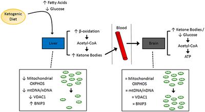 Tissue Specific Impacts of a Ketogenic Diet on Mitochondrial Dynamics in the BTBRT+tf/j Mouse